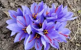 persian saffron in Anaheim,iranian saffron in Anaheim,price of saffron in Anaheim,saffron in Anaheim,saffron companies in Anaheim,saffron price in Anaheim,saffron iran in Anaheim,saffron shop in Anaheim,