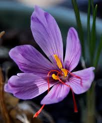 price of saffron in Santa Ana,saffron in Santa Ana,saffron companies in Santa Ana,saffron price in Santa Ana,saffron iran in Santa Ana,saffron shop in Santa Ana,buy saffron in Santa Ana,buy persian saffron in Santa Ana,purchase saffron in Santa Ana,major purchase in Santa Ana,