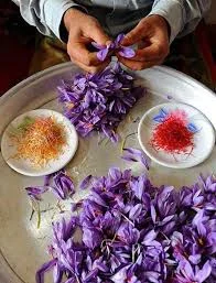 saffron iran in Corpus Christi,saffron shop in Corpus Christi,buy saffron in Corpus Christi,buy persian saffron in Corpus Christi,purchase saffron in Corpus Christi,major purchase in Corpus Christi,red saffron in Corpus Christi,saffron shop in Corpus Christi, ,saffron,iran saffron in Riverside,