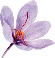 iran saffron in Saint Paul,persian saffron in Saint Paul,iranian saffron in Saint Paul,price of saffron in Saint Paul,saffron in Saint Paul,saffron companies in Saint Paul,saffron price in Saint Paul,saffron iran in Saint Paul,saffron shop in Saint Paul,buy saffron in Saint Paul,