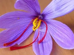 saffron in Cincinnati,saffron companies in Cincinnati,saffron price in Cincinnati,saffron iran in Cincinnati,saffron shop in Cincinnati,buy saffron in Cincinnati,buy persian saffron in Cincinnati,purchase saffron in Cincinnati,major purchase in Cincinnati,red saffron in Cincinnati,