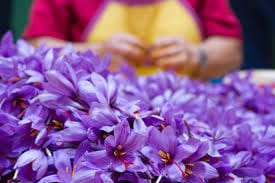 saffron price in Greensboro,saffron iran in Greensboro,saffron shop in Greensboro,buy saffron in Greensboro,buy persian saffron in Greensboro,purchase saffron in Greensboro,major purchase in Greensboro,red saffron in Greensboro,saffron shop in Greensboro, ,saffron,