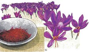 iran saffron in Plano,persian saffron in Plano,iranian saffron in Plano,price of saffron in Plano,saffron in Plano,saffron companies in Plano,saffron price in Plano,saffron iran in Plano,saffron shop in Plano,buy saffron in Plano,