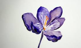 saffron iran in Orlando,saffron shop in Orlando,buy saffron in Orlando,buy persian saffron in Orlando,purchase saffron in Orlando,major purchase in Orlando,red saffron in Orlando,saffron shop in Orlando, ,saffron,iran saffron in Chula Vista,