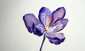 saffron iran in Orlando,saffron shop in Orlando,buy saffron in Orlando,buy persian saffron in Orlando,purchase saffron in Orlando,major purchase in Orlando,red saffron in Orlando,saffron shop in Orlando, ,saffron,iran saffron in Chula Vista,