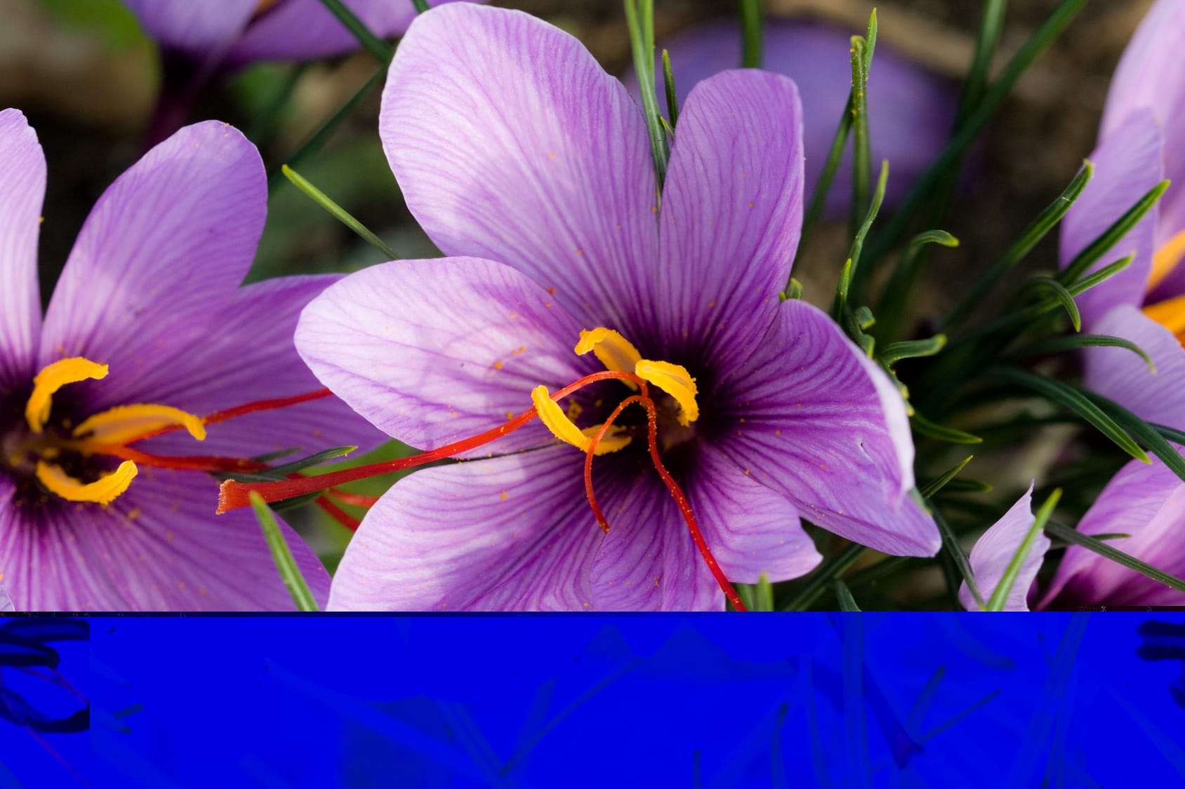 purchase saffron in Chula Vista,major purchase in Chula Vista,red saffron in Chula Vista,saffron shop in Chula Vista, ,saffron,iran saffron in Irvine,persian saffron in Irvine,iranian saffron in Irvine,price of saffron in Irvine,saffron in Irvine,