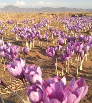 ,saffron,iran saffron in Fort Wayne,persian saffron in Fort Wayne,iranian saffron in Fort Wayne,price of saffron in Fort Wayne,saffron in Fort Wayne,saffron companies in Fort Wayne,saffron price in Fort Wayne,saffron iran in Fort Wayne,saffron shop in Fort Wayne,buy saffron in Fort Wayne,