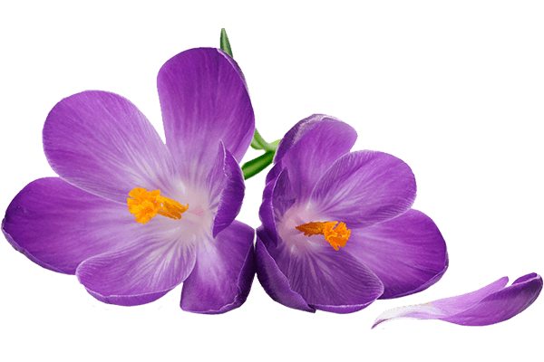 purchase saffron in Buffalo,major purchase in Buffalo,red saffron in Buffalo,saffron shop in Buffalo, ,saffron,iran saffron in Madison,persian saffron in Madison,iranian saffron in Madison,price of saffron in Madison,saffron in Madison,