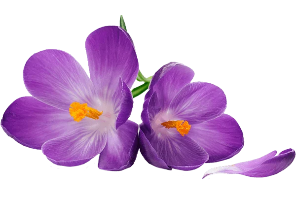purchase saffron in Buffalo,major purchase in Buffalo,red saffron in Buffalo,saffron shop in Buffalo, ,saffron,iran saffron in Madison,persian saffron in Madison,iranian saffron in Madison,price of saffron in Madison,saffron in Madison,