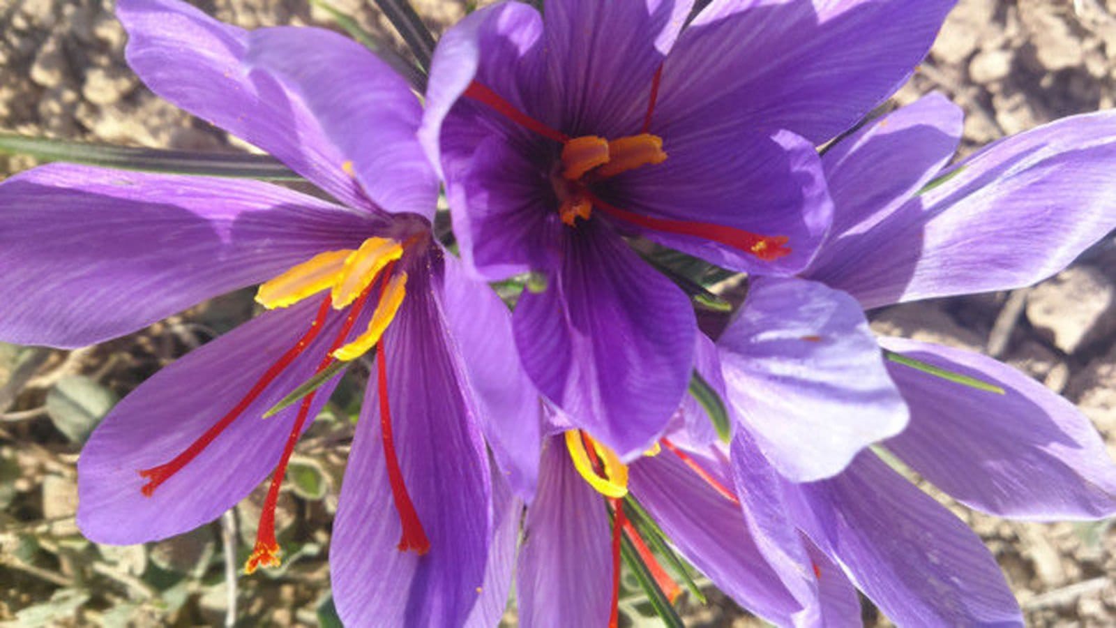 ,saffron,iran saffron in Lubbock,persian saffron in Lubbock,iranian saffron in Lubbock,price of saffron in Lubbock,saffron in Lubbock,saffron companies in Lubbock,saffron price in Lubbock,saffron iran in Lubbock,saffron shop in Lubbock,