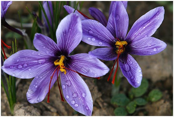 price of saffron in Chandler,saffron in Chandler,saffron companies in Chandler,saffron price in Chandler,saffron iran in Chandler,saffron shop in Chandler,buy saffron in Chandler,buy persian saffron in Chandler,purchase saffron in Chandler,