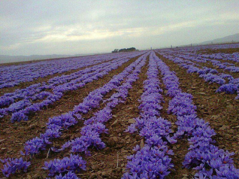 purchase saffron in Winston–Salem,major purchase in Winston–Salem,red saffron in Winston–Salem,saffron shop in Winston–Salem, ,saffron,iran saffron in North Las Vegas,persian saffron in North Las Vegas,iranian saffron in North Las Vegas,price of saffron in North Las Vegas,saffron in North Las Vegas,