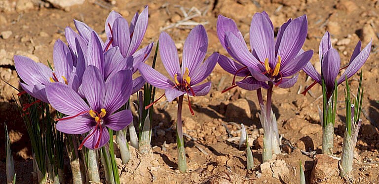 ,saffron,iran saffron in Irving,persian saffron in Irving,iranian saffron in Irving,price of saffron in Irving,saffron in Irving,saffron companies in Irving,saffron price in Irving,saffron iran in Irving,saffron shop in Irving,