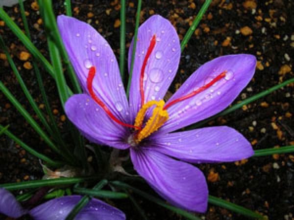 buy saffron in Irving,buy persian saffron in Irving,purchase saffron in Irving,major purchase in Irving,red saffron in Irving,saffron shop in Irving, ,saffron,iran saffron in Chesapeake,persian saffron in Chesapeake,iranian saffron in Chesapeake,