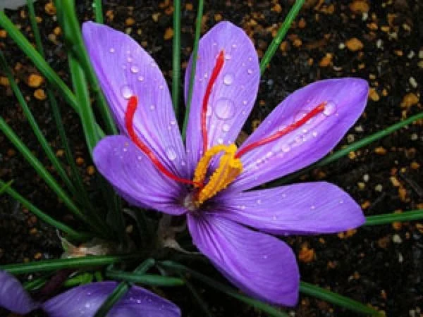 buy saffron in Irving,buy persian saffron in Irving,purchase saffron in Irving,major purchase in Irving,red saffron in Irving,saffron shop in Irving, ,saffron,iran saffron in Chesapeake,persian saffron in Chesapeake,iranian saffron in Chesapeake,