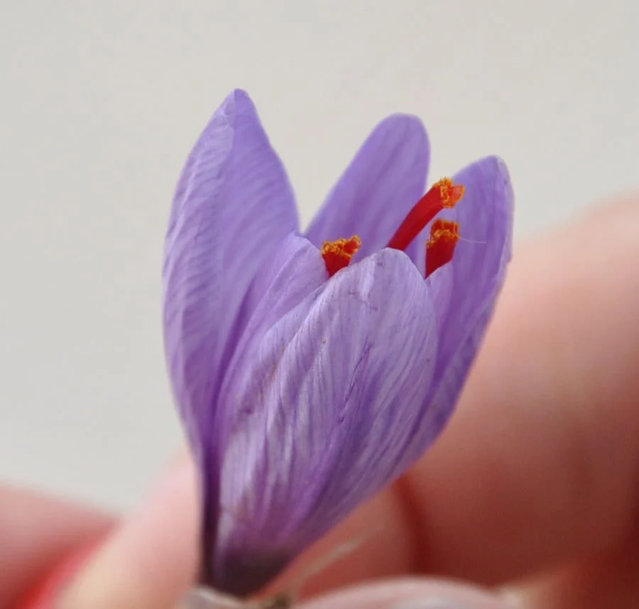 price of saffron in Chesapeake,saffron in Chesapeake,saffron companies in Chesapeake,saffron price in Chesapeake,saffron iran in Chesapeake,saffron shop in Chesapeake,buy saffron in Chesapeake,buy persian saffron in Chesapeake,purchase saffron in Chesapeake,major purchase in Chesapeake,