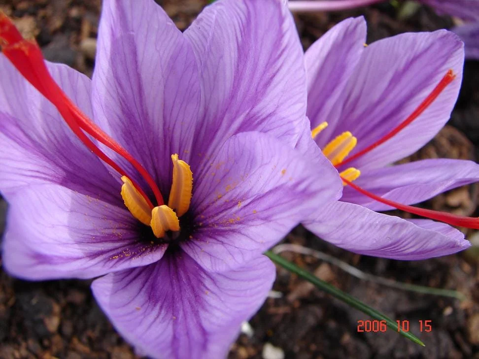 purchase saffron in Hialeah,major purchase in Hialeah,red saffron in Hialeah,saffron shop in Hialeah, ,saffron,iran saffron in Garland,persian saffron in Garland,iranian saffron in Garland,price of saffron in Garland,saffron in Garland,