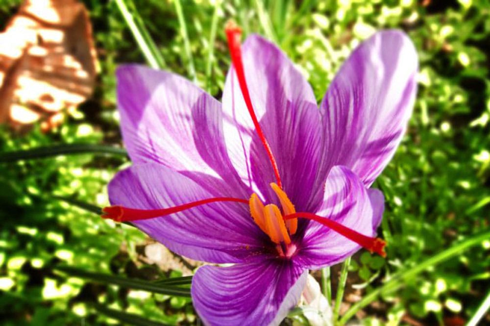 saffron companies in Garland,saffron price in Garland,saffron iran in Garland,saffron shop in Garland,buy saffron in Garland,buy persian saffron in Garland,purchase saffron in Garland,major purchase in Garland,red saffron in Garland,saffron shop in Garland,