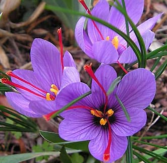 major purchase in Baton Rouge,red saffron in Baton Rouge,saffron shop in Baton Rouge, ,saffron,iran saffron in Richmond,persian saffron in Richmond,iranian saffron in Richmond,price of saffron in Richmond,saffron in Richmond,