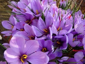 price of saffron in San Bernardino,saffron in San Bernardino,saffron companies in San Bernardino,saffron price in San Bernardino,saffron iran in San Bernardino,saffron shop in San Bernardino,buy saffron in San Bernardino,buy persian saffron in San Bernardino,purchase saffron in San Bernardino,major purchase in San Bernardino,