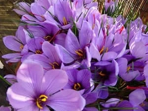 price of saffron in San Bernardino,saffron in San Bernardino,saffron companies in San Bernardino,saffron price in San Bernardino,saffron iran in San Bernardino,saffron shop in San Bernardino,buy saffron in San Bernardino,buy persian saffron in San Bernardino,purchase saffron in San Bernardino,major purchase in San Bernardino,