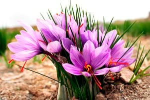 red saffron in San Bernardino,saffron shop in San Bernardino, ,saffron,iran saffron in Spokane,persian saffron in Spokane,iranian saffron in Spokane,price of saffron in Spokane,saffron in Spokane,saffron companies in Spokane,saffron price in Spokane,