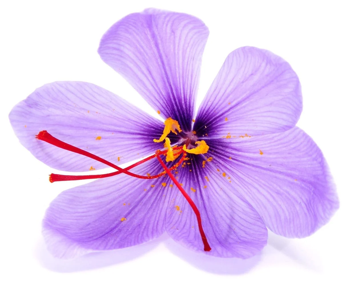 persian saffron in Des Moines,iranian saffron in Des Moines,price of saffron in Des Moines,saffron in Des Moines,saffron companies in Des Moines,saffron price in Des Moines,saffron iran in Des Moines,saffron shop in Des Moines,buy saffron in Des Moines,buy persian saffron in Des Moines,