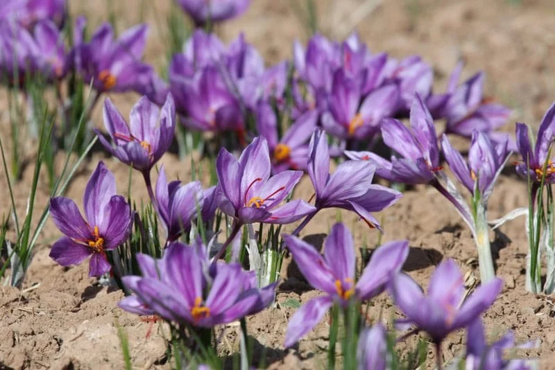 purchase saffron in Des Moines,major purchase in Des Moines,red saffron in Des Moines,saffron shop in Des Moines, ,saffron,iran saffron in Modesto,persian saffron in Modesto,iranian saffron in Modesto,price of saffron in Modesto,saffron in Modesto,