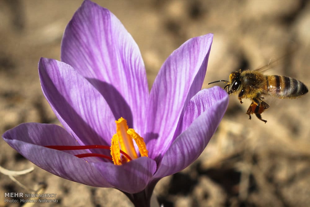 ,saffron,iran saffron in Birmingham,persian saffron in Birmingham,iranian saffron in Birmingham,price of saffron in Birmingham,saffron in Birmingham,saffron companies in Birmingham,saffron price in Birmingham,saffron iran in Birmingham,saffron shop in Birmingham,