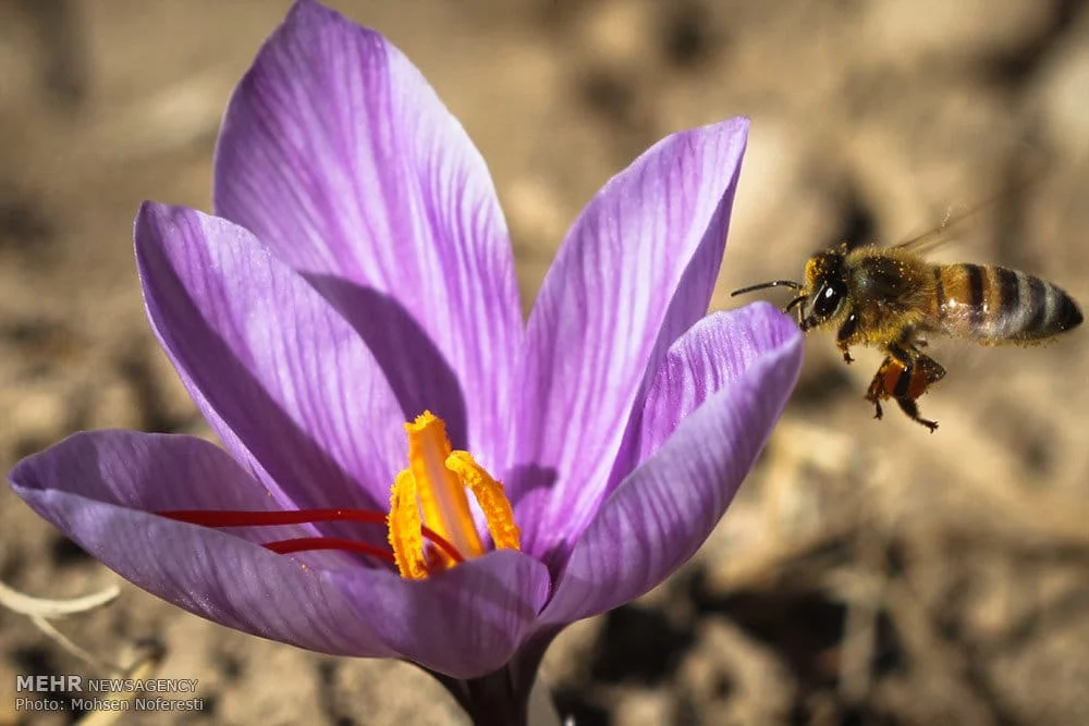 ,saffron,iran saffron in Birmingham,persian saffron in Birmingham,iranian saffron in Birmingham,price of saffron in Birmingham,saffron in Birmingham,saffron companies in Birmingham,saffron price in Birmingham,saffron iran in Birmingham,saffron shop in Birmingham,