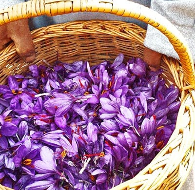 persian saffron in Rochester,iranian saffron in Rochester,price of saffron in Rochester,saffron in Rochester,saffron companies in Rochester,saffron price in Rochester,saffron iran in Rochester,saffron shop in Rochester,buy saffron in Rochester,buy persian saffron in Rochester,