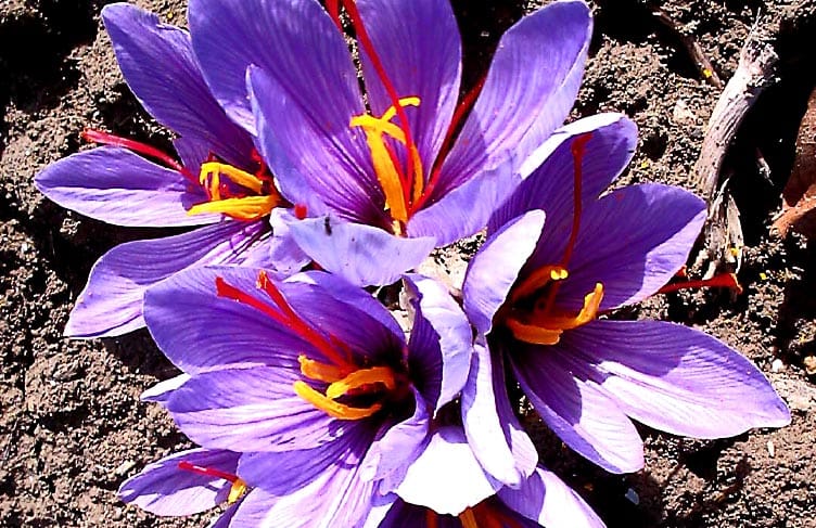 ,saffron,iran saffron in Moreno Valley,persian saffron in Moreno Valley,iranian saffron in Moreno Valley,price of saffron in Moreno Valley,saffron in Moreno Valley,saffron companies in Moreno Valley,saffron price in Moreno Valley,saffron iran in Moreno Valley,saffron shop in Moreno Valley,