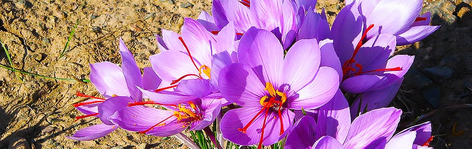 purchase saffron in Fayetteville,major purchase in Fayetteville,red saffron in Fayetteville,saffron shop in Fayetteville, ,saffron,iran saffron in Aurora,persian saffron in Aurora,iranian saffron in Aurora,price of saffron in Aurora,saffron in Aurora,saffron companies in Aurora,
