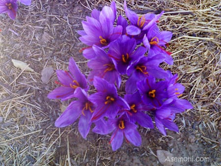 saffron shop in Huntington Beach,buy saffron in Huntington Beach,buy persian saffron in Huntington Beach,purchase saffron in Huntington Beach,major purchase in Huntington Beach,red saffron in Huntington Beach,saffron shop in Huntington Beach, ,saffron,iran saffron in Montgomery,persian saffron in Montgomery,