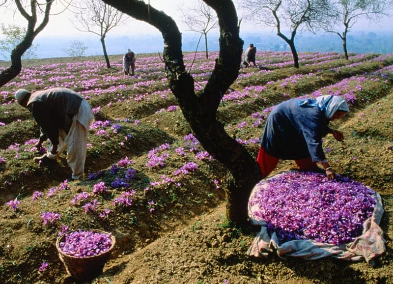 major purchase in Montgomery,red saffron in Montgomery,saffron shop in Montgomery, ,saffron,iran saffron in Amarillo,persian saffron in Amarillo,iranian saffron in Amarillo,price of saffron in Amarillo,saffron in Amarillo,saffron companies in Amarillo