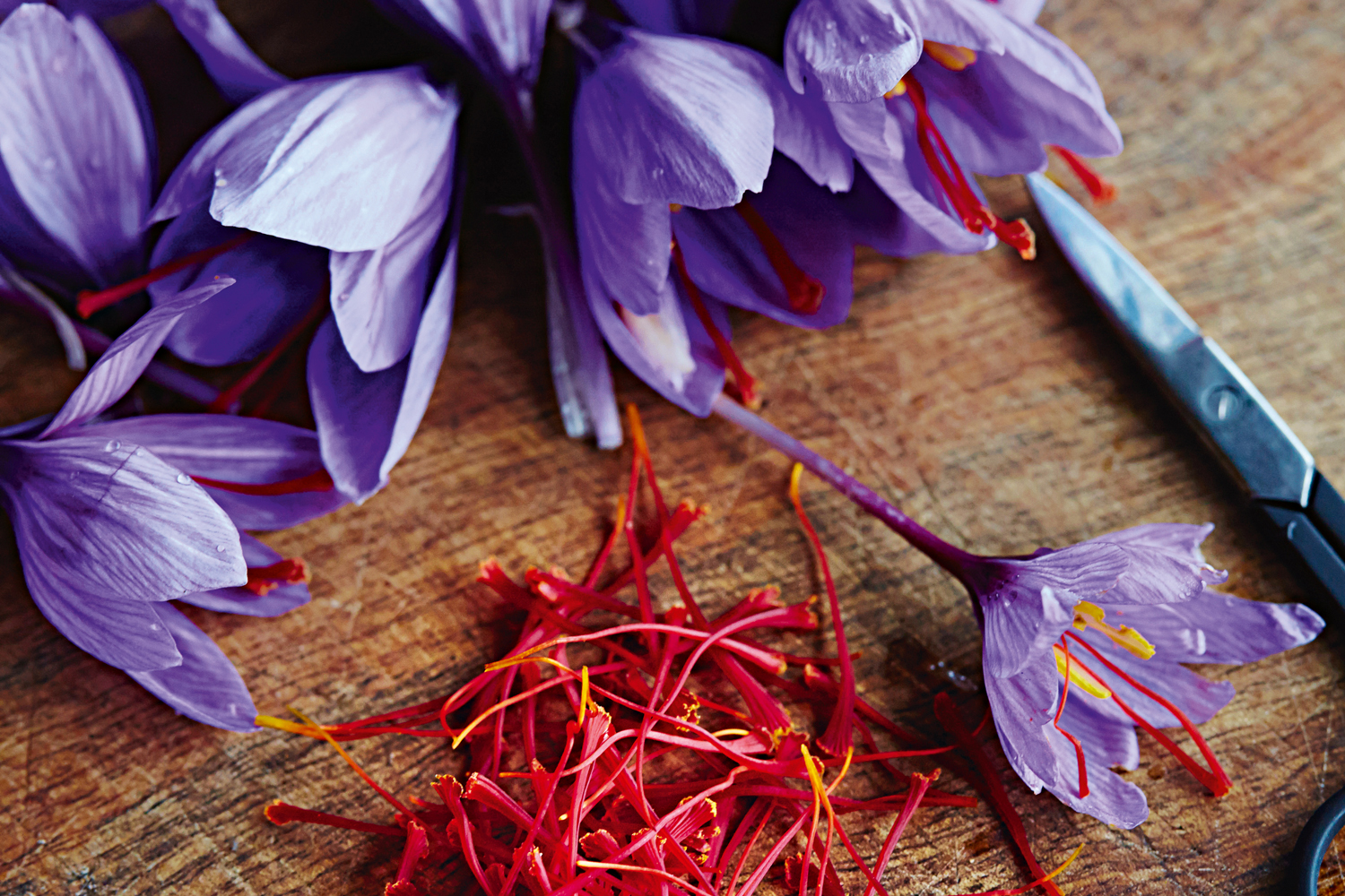 buy persian saffron in Little Rock,purchase saffron in Little Rock,major purchase in Little Rock,red saffron in Little Rock,saffron shop in Little Rock, ,saffron,iran saffron in Akron,persian saffron in Akron,iranian saffron in Akron,price of saffron in Akron,