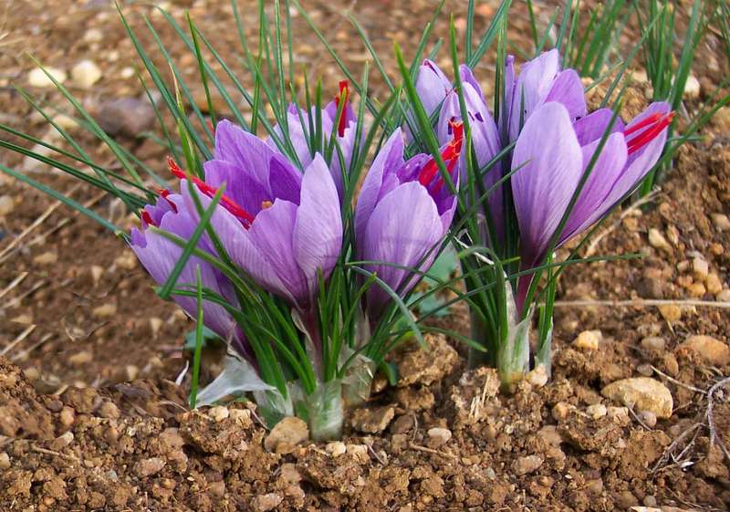 saffron shop in Columbus,buy saffron in Columbus,buy persian saffron in Columbus,purchase saffron in Columbus,major purchase in Columbus,red saffron in Columbus,saffron shop in Columbus, ,saffron,iran saffron in Augusta,persian saffron in Augusta,