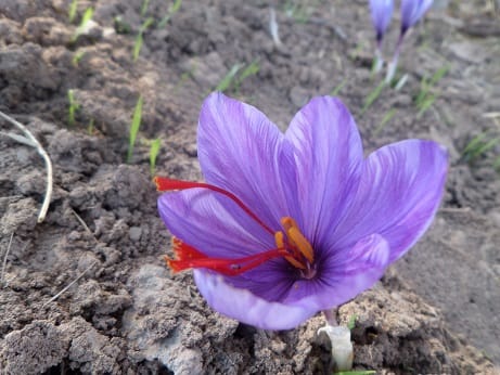 persian saffron in Shreveport,iranian saffron in Shreveport,price of saffron in Shreveport,saffron in Shreveport,saffron companies in Shreveport,saffron price in Shreveport,saffron iran in Shreveport,saffron shop in Shreveport,buy saffron in Shreveport,buy persian saffron in Shreveport,