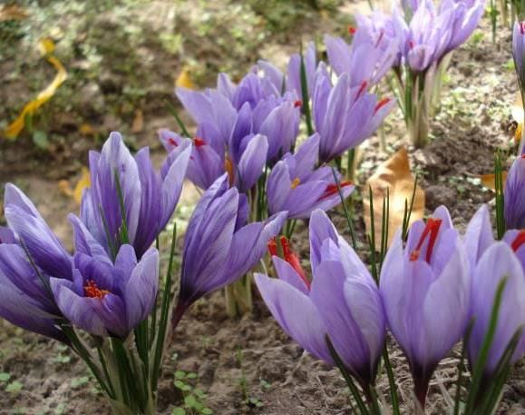 ,saffron,iran saffron in Huntsville,persian saffron in Huntsville,iranian saffron in Huntsville,price of saffron in Huntsville,saffron in Huntsville,saffron companies in Huntsville,saffron price in Huntsville,saffron iran in Huntsville,saffron shop in Huntsville,