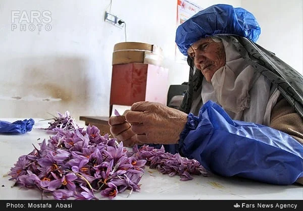 Worker separating red saffron stigmas from purple flowers at the Hatiteh workshop