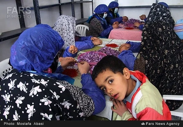 Workers seated around a table sorting saffron flowers in Hatiteh village
