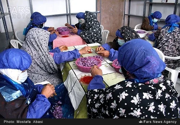 Hatiteh saffron workers processing purple crocus flowers around a table