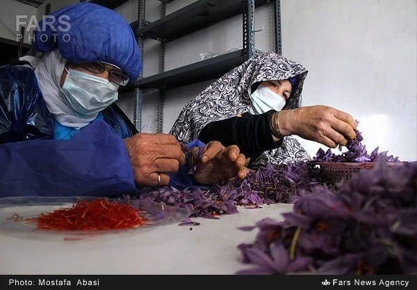 Close view of gloved saffron workers separating flowers and red threads