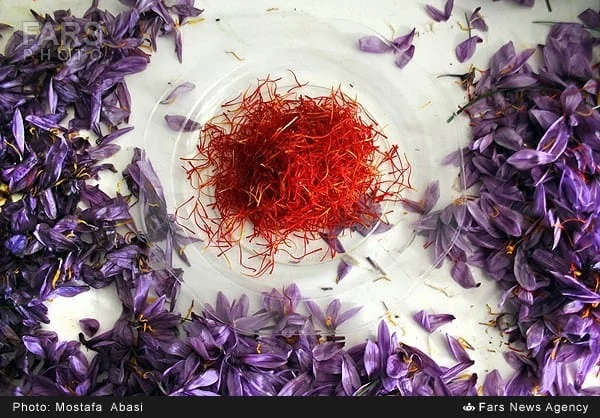 Red saffron threads surrounded by freshly opened purple crocus flowers