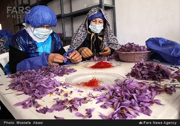 Two workers separating saffron stigmas at the village workshop