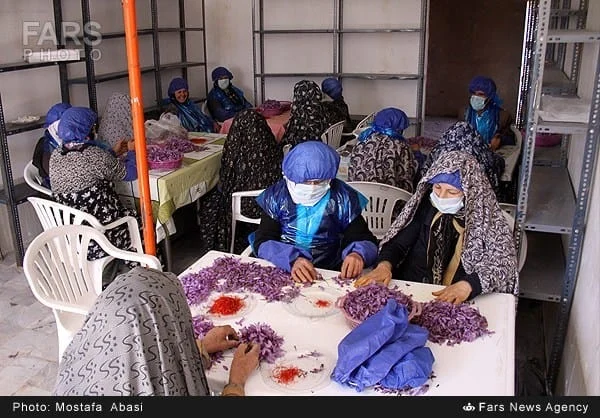 Wide view of the Hatiteh saffron workshop with workers and flower piles