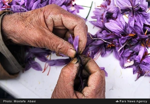Hands opening a saffron flower to remove its red stigmas
