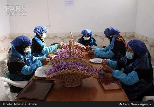 Saffron workshop team sorting crocus flowers at a long table