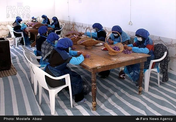 Wide overhead view of saffron flower sorting in Hatiteh village
