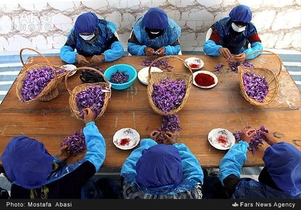 Saffron workers separating flowers into baskets and small dishes
